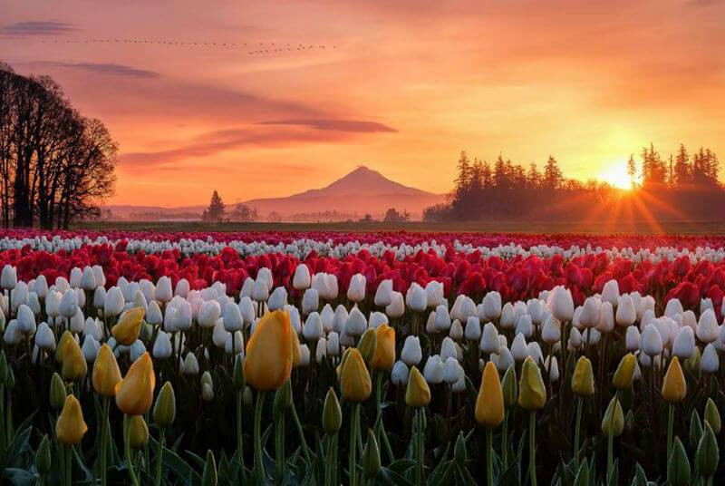 Tulip Festival