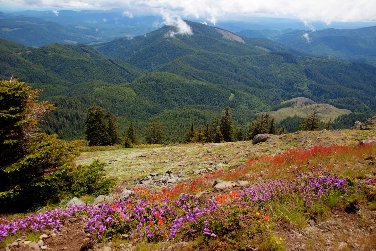 Mary’s Peak wildflowers