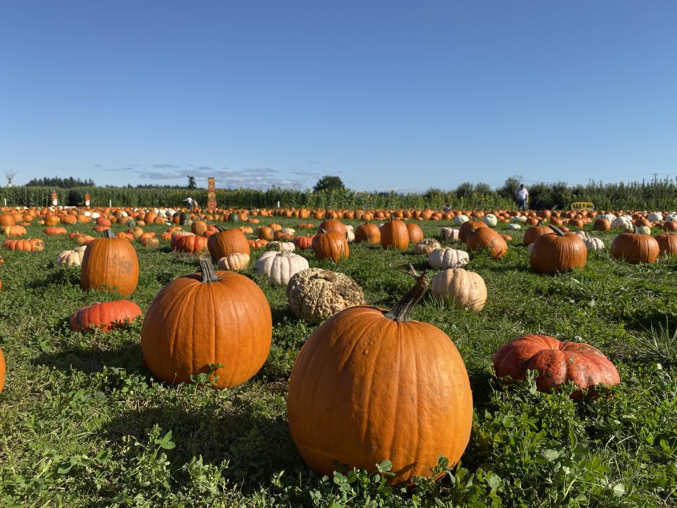 Pumpkin farm