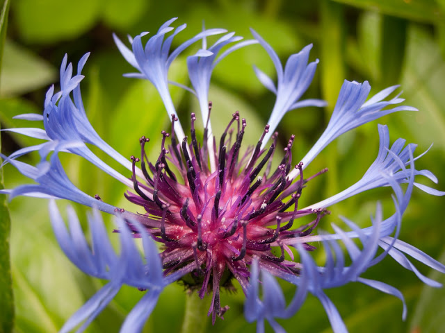 Mountain Cornflower at Minto Brown Island Park