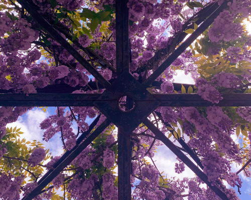Under the purple wisteria gazebo in Inspiration Garden