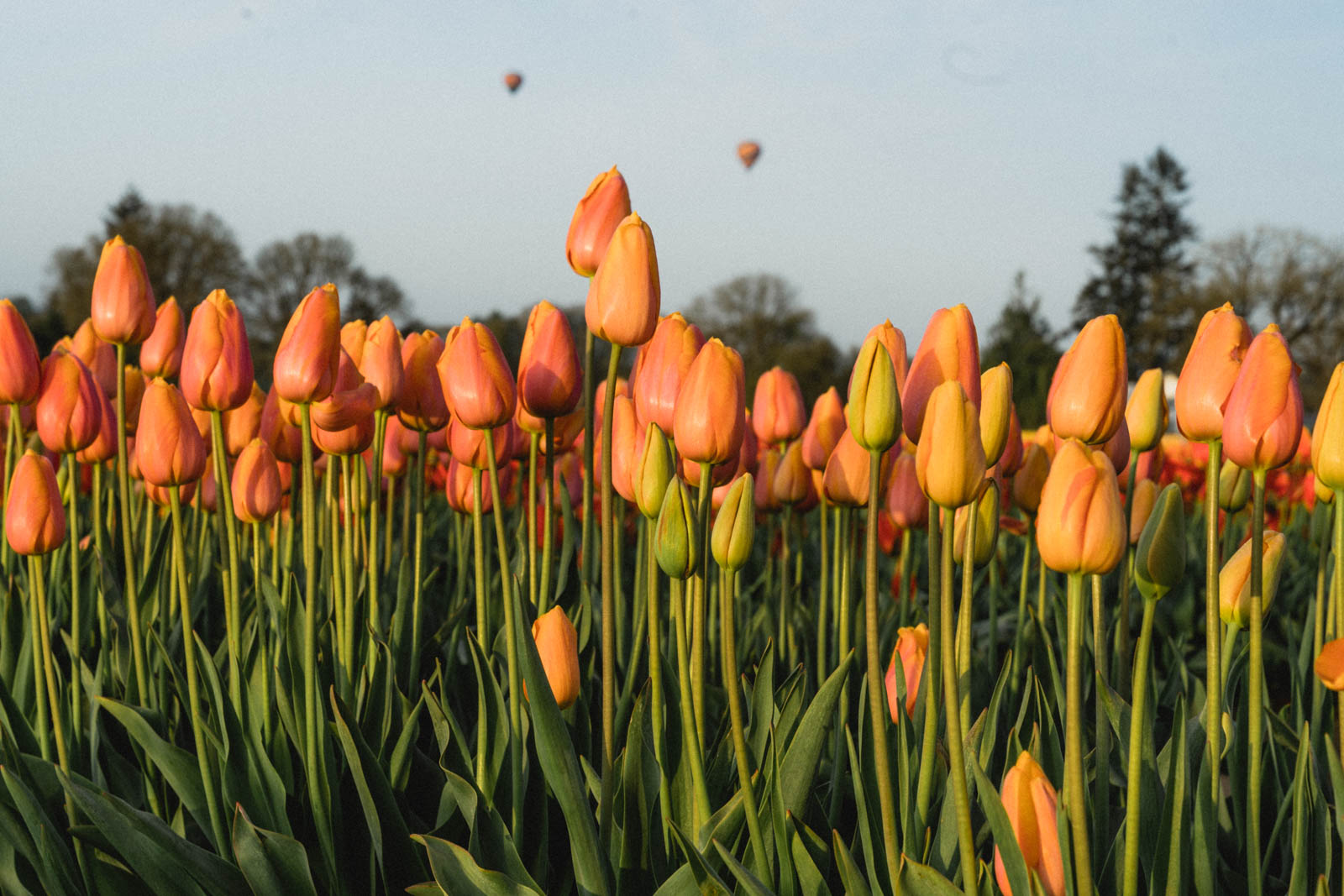 Tulips in dozens of colors and varieties