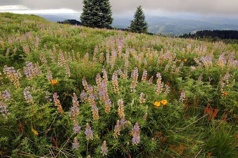 Views from the Mary’s Peak trail