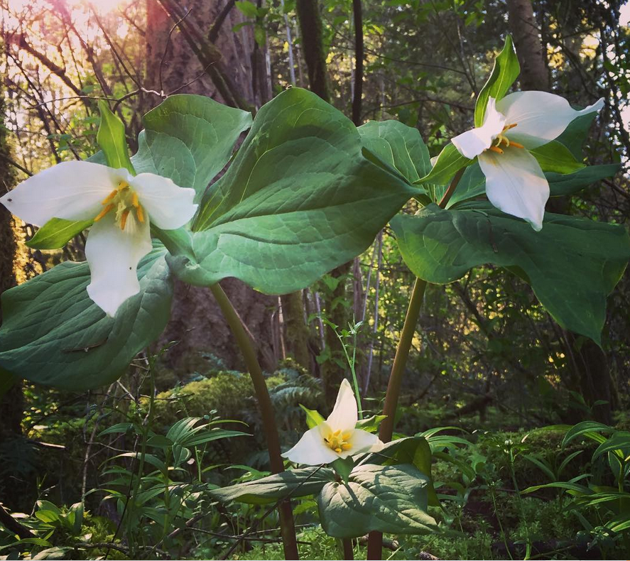 Trillium at Joryville Park