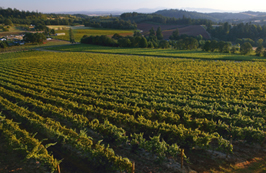vineyard