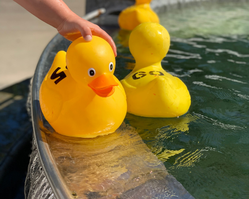 Large rubber duckies used for Independence's Duck Derby floating in the Independence Fountain