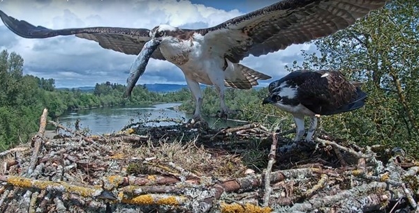 Olga and Ollie the beloved Osprey nesting. Image caught on the Independence Hotel's Osprey Cam