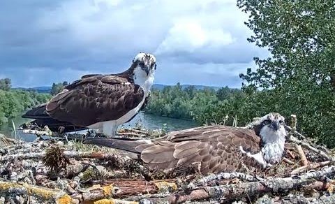 Olga and Ollie the beloved Osprey nesting. Image caught on the Independence Hotel's Osprey Cam