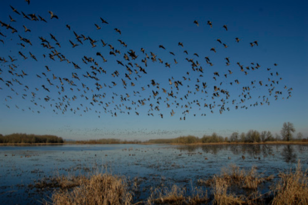 Birds taking flight over Baskett Slough National Refuge