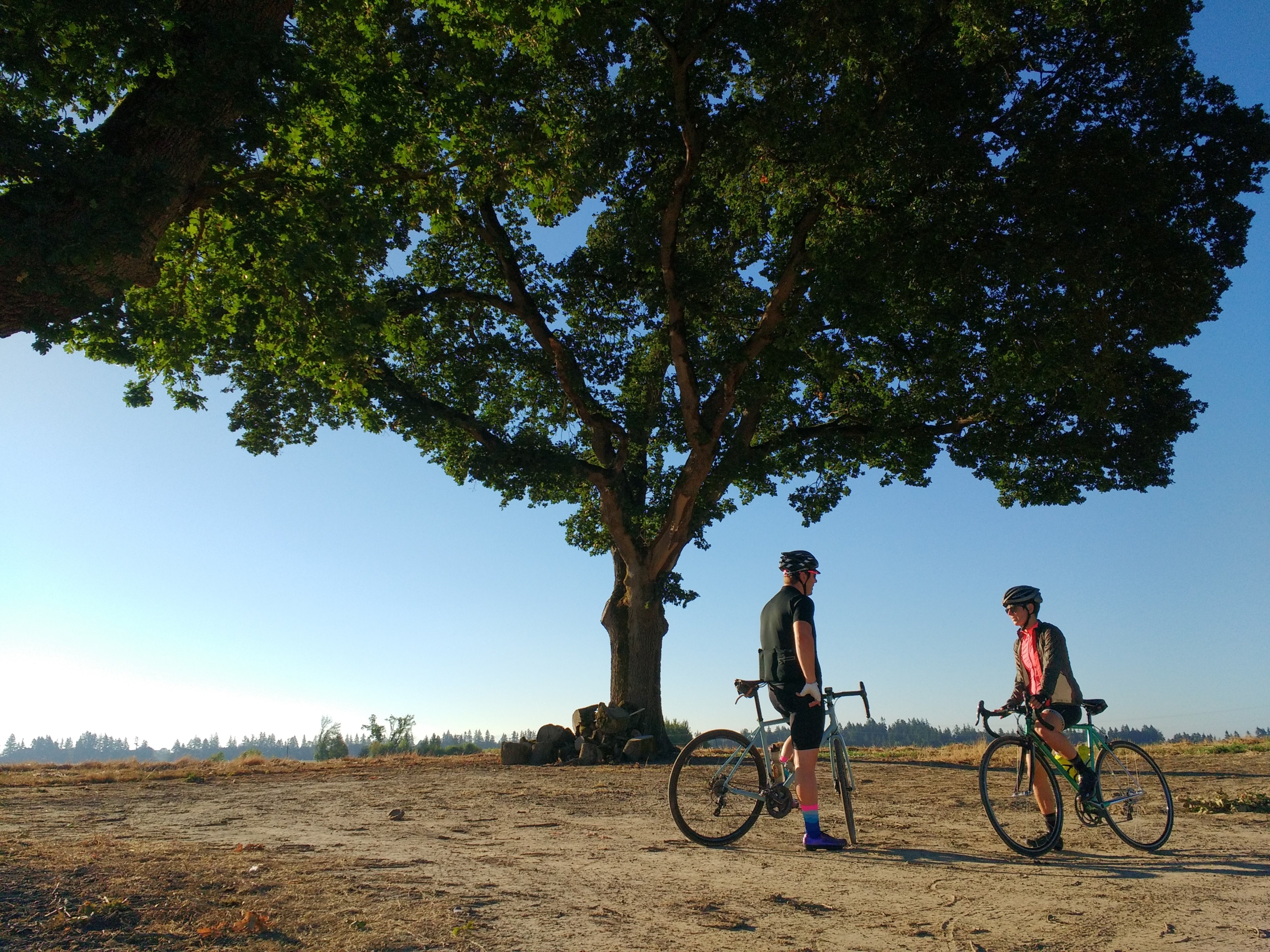 Two bicyclists under a large oak tree