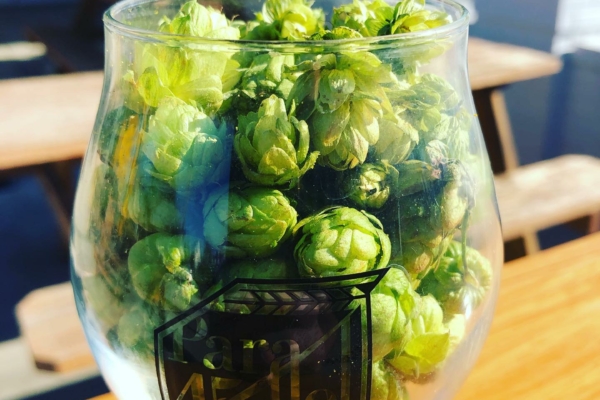 Image shows fresh hops used to make Parallel 45's beer